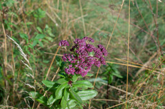 Hylotelephium telephium fabaria