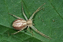 Philodromus albidus