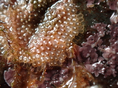 Schizoporella unicornis