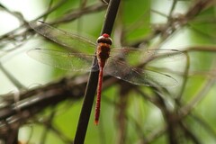 Coryphaeschna diapyra