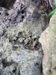 Anoplolepis gracilipes