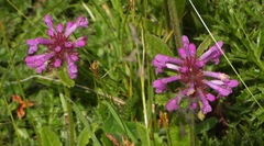 Betonica hirsuta