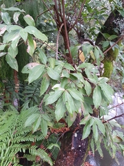 Magnoliopsida