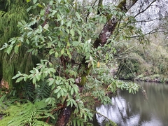 Magnoliopsida