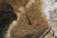 Hesperoleucus symmetricus