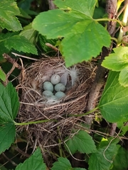 Coccothraustes coccothraustes