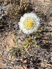 Polycalymma stuartii