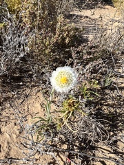 Polycalymma stuartii