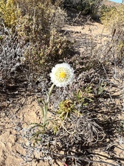 Polycalymma stuartii