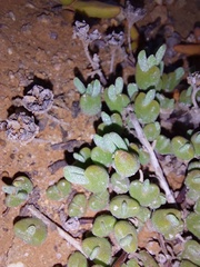 Meyerophytum meyeri