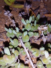 Meyerophytum meyeri