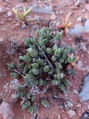 Meyerophytum meyeri