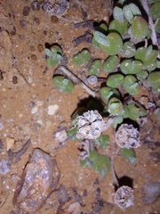 Meyerophytum meyeri