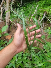 Bromus nottowayanus