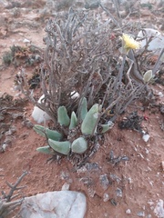 Mitrophyllum