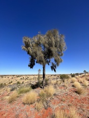 Allocasuarina decaisneana