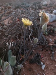 Mitrophyllum