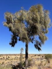 Allocasuarina decaisneana