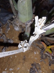 Mitrophyllum