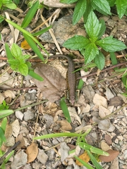 Trachylepis maculilabris