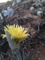 Mitrophyllum