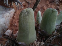 Mitrophyllum