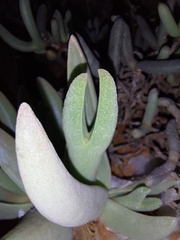 Mitrophyllum