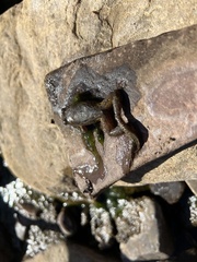 Platyplectrum spenceri