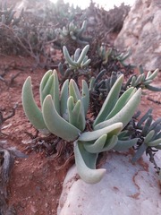 Mitrophyllum