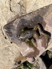 Platyplectrum spenceri