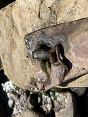 Platyplectrum spenceri