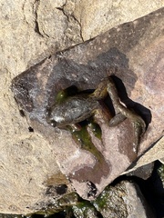 Platyplectrum spenceri