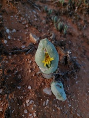 Mitrophyllum