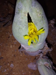 Mitrophyllum