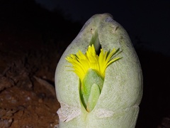 Mitrophyllum