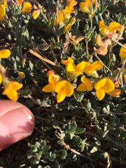 Lotus corniculatus corniculatus