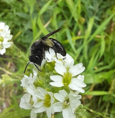 Andrena