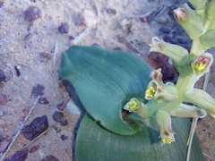 Lachenalia undulata