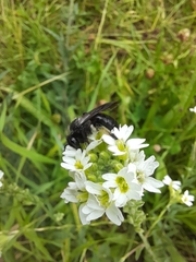 Andrena