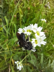 Andrena