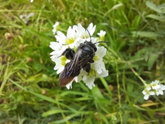 Andrena