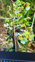 Sciurus carolinensis
