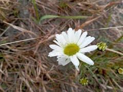 Tripleurospermum hookeri
