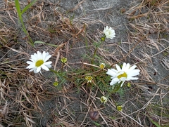 Tripleurospermum hookeri