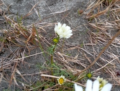 Tripleurospermum hookeri