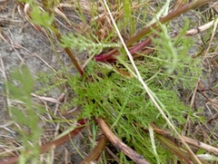 Tripleurospermum hookeri