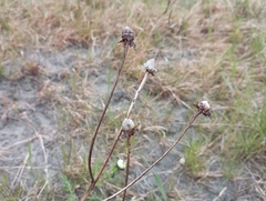 Tripleurospermum hookeri