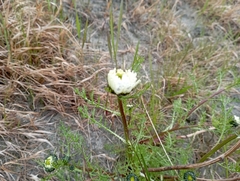Tripleurospermum hookeri