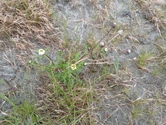 Tripleurospermum hookeri
