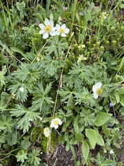 Anemonastrum sibiricum